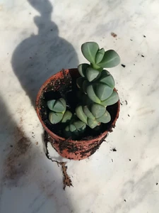 Corpuscularia Planta Suculenta 5,5 cm Ø Cactus Aloe Sedum Agave - Imagen 1 de 1
