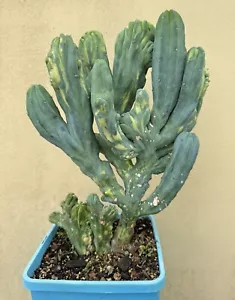 XLARGE Myrtillocactus Geometrizans VARIEGATED Cristata Rare cactus - Picture 1 of 8