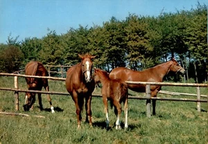 POSTCARD Fenced in Horses and Calf in Grassy Landscape Rippled Edges UNP - Picture 1 of 2