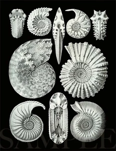 8,5x11 Ammoniten Zeichnung 1904 Kunstwerk Bild Neu Fine Art Print Alt Schwarz Weiß - Bild 1 von 2