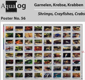 AQUALOG - Fold Poster Shrimps, Crayfish and Crabs - Picture 1 of 1