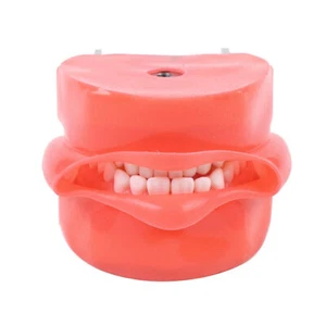 28PCS Dental Teeth Model Manikin Simulator Phantom Teeth Model For Lab Education - Picture 1 of 9