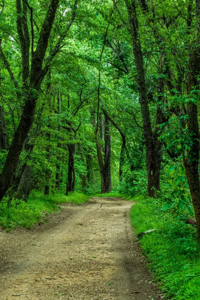 Impresión fotográfica exclusiva de bellas artes Forest Path - Edición limitada Foto 1 de 1