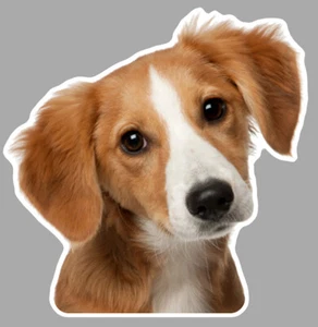 TETE DE CHIEN EPAGNEUL COCKER LABRADOR BERGER CANICHE AUTOCOLLANT STICKER EA082 - Foto 1 di 1