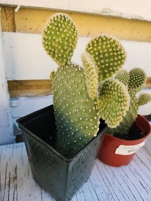 Bunny Ears Opuntia Microdasys Cactus Small Starter LIVE Plant - Image 1 of 4