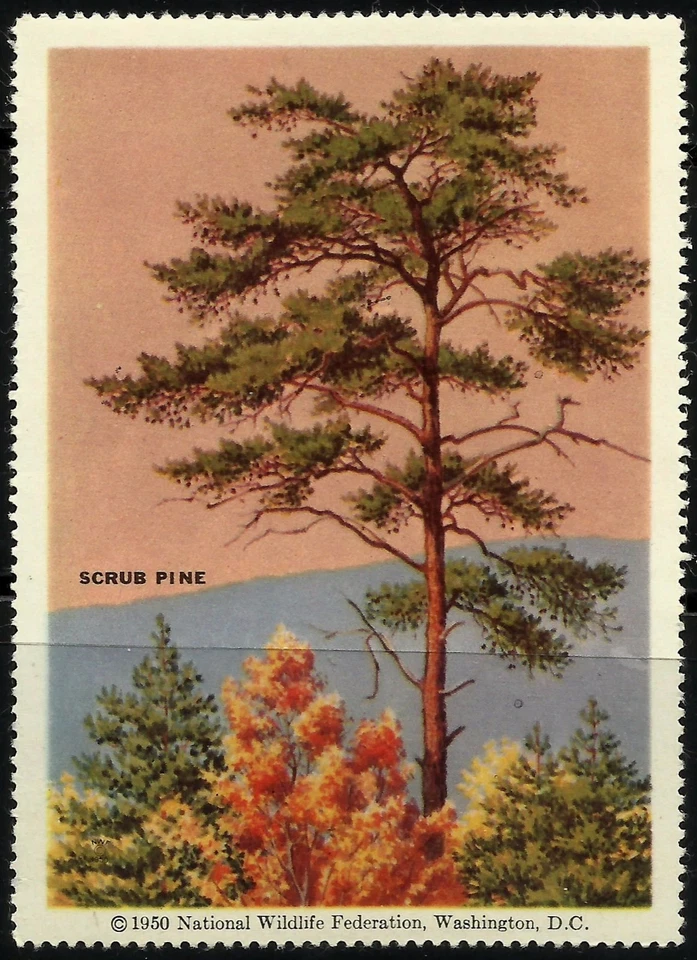 SCRUB PINE, NATIONAL WILDLIFE FEDERATION CINDERELLA 1950, MNH - Image 1 of 1