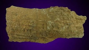7 INS STROMATOLITE ACACIELLA AUSTRALIA FOSSIL 600MYA ROSS-RIVER AUSTRALIEN - Bild 1 von 4