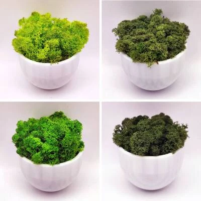 Konserviertes Moos Islandmoos Rentiermoos Grüntöne zum Basteln Deko - 50 Gramm - Bild 1 von 4