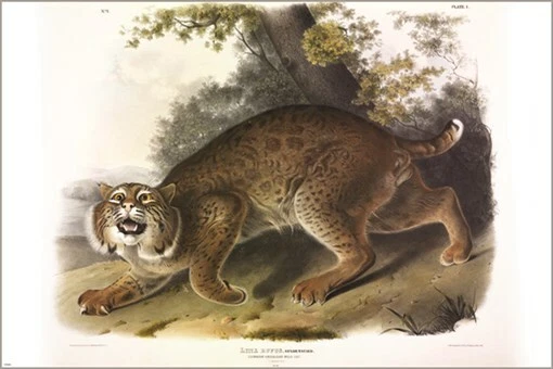 Póster artístico ilustración vintage Common American Wild Cat de John James Audubon 2 Foto 1 de 1