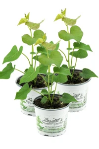 3er Set Süßkartoffel Pflanze Ipomea batata, Gemüse Pflanze, Aus Nachhaltigem ... - Bild 1 von 4