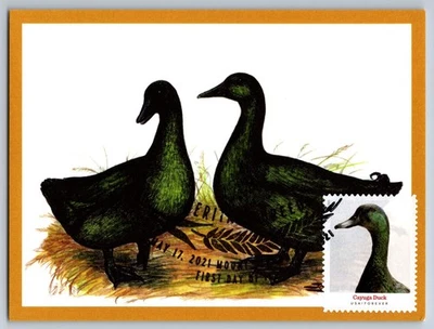 #5591 Heritage Breeds Cayuga Duck FDC Maxi Card w/Pictorial Cancel - Image 1 of 2