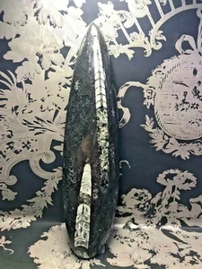 Orthoceras Fossil Wand from Morocco, 166 Grams, (Transformation/Root Chakra) - Picture 1 of 8