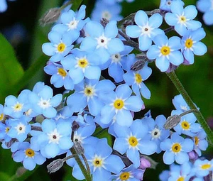 FORGET ME NOT Myosotis Sylvatica - 10.000 semillas a granel - Imagen 1 de 1