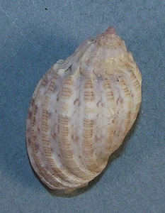 HARPA CRASSA 30,32mm SCHÖNES ZWERGEXEMPLAR Kwajalein Atoll, Marshallinseln - Bild 1 von 2