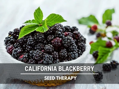 California Blackberry Seeds – Heirloom Fruit, Trailing Vine, Pacific Blackberry - Image 1 of 4