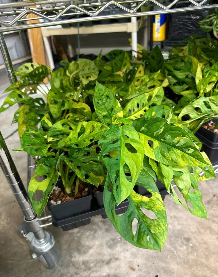 HOUSE PLANTS Rare Variegated Monstera Adansonii Aurea: Rooted Cutting or Live Plant - Varieg