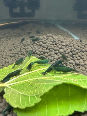 Camarones Neocaridina Jade Verde 10+ con Video de Stock Real ENVÍO GRATUITO Foto 1 de 3