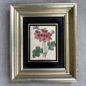 Pelargonium Quercifolium 19th C Framed Hand Colored Geraniums by Robert Sweet - Picture 1 of 12