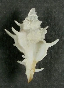 MUREX PAZI 28.77mm SUPER CHOICE RARE SPECIMEN Gulf of Mexico - Picture 1 of 2