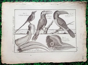 XVIII ème - Rare Gravure Originale de 1779 - Houtou Toucans & Calaos Pl 108 - Picture 1 of 1