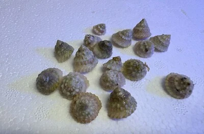 Astraea Astrea Turbo Snail- Saltwater Reef Algae Cleaner With Corals Order Only