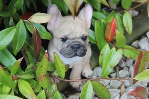 Vivid Arts - Golden French Bulldog Puppy Pet Pals - Picture 1 of 7