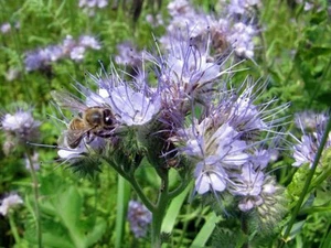 Semillas LACY PHACELIA (Phacelia tanacetifolia)-1000/3000/10000/30000/100000 + Regalo - Imagen 1 de 2