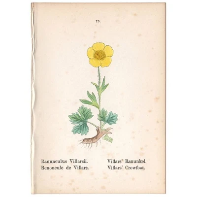 古董 1879 植物印花手工彩色平版画 23 Villars' Crowfoot 花 — 第 1/2 张图片