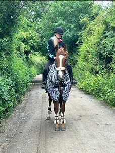 Fly Mesh Zebra Ride On Rug for Horse Pony Lightweight Full Neck Summer Sheet - Picture 1 of 2