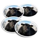4x Vinyl Stickers Black Aberdeen Angus Cow #50267