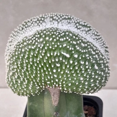 Blossfeldia Liliputana Werderm Cristate Cactus Vivante Greffee - Photo 1/4