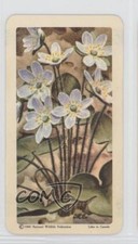 1961 Brooke Bond Red Rose Wild Flowers of North America Tea Hepatica #17 0a3