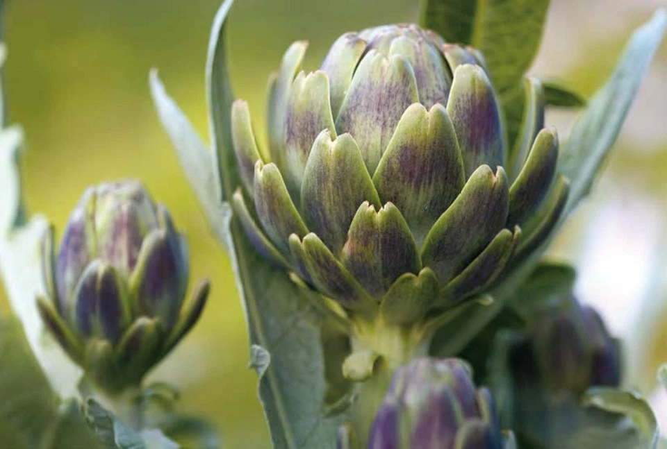 25 Graines d'Artichaut - potager -semences paysannes reproductibles - Photo 1/3