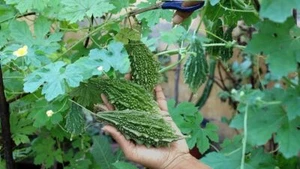 Bitter melon Indian Green Seeds Indian Bitter Gourd Seeds Bittermelon Seeds - Picture 1 of 1