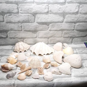 Muscheln verschiedene Muscheln Mix Posten 28 Stück Koralle hübsche Muscheln  - Bild 1 von 6