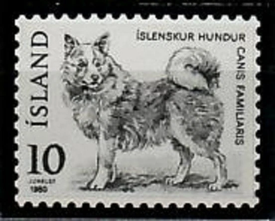 Ensayo fotográfico, perro Islandia Sc526, Canis Familiaris. Foto 1 de 1