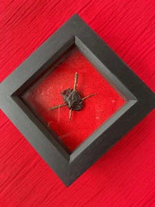 crow heart witchcraft occult protection altar blackthorn frame taxidermy - Picture 1 of 2