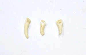 African Cows Teeth Jewelry Making Beads - Picture 1 of 2