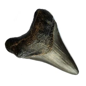 TENET - FOSSILE (DENTE DI CARCHARODON MEGALODON) VERO - Foto 1 di 1