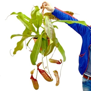 Exotenherz - Nepenthes maxima - Riesen-Kannenpflanze - Ampel - Bild 1 von 4