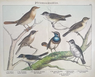 antike Grafik Fauna: Pfriemenschnäbler, Nachtigall Original-Lithografie um 1880 - Bild 1 von 4
