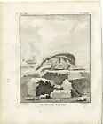 Antique Print-TENREC-TANREC-PL. 29-Fringham-Buffon-1784