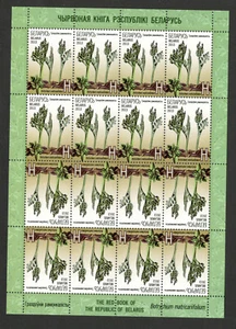 HOJA BIELORRUSIA-MNH - FLORA-FLORES-2013. - Imagen 1 de 2