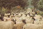 Vintage Postcard Herd Of Sheep?S On Road To Maam Cross Connemara Ireland P2