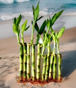 10 Lucky Bamboo 6" 4" Indoor Perennial Plants, Ideal Gift, Free Butterfly Stake - Picture 1 of 7