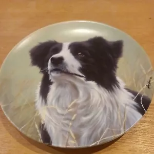 Royal Worcester Danbury Mint The Border Collie Collection Dog Puppy Breed Plate - Picture 1 of 5