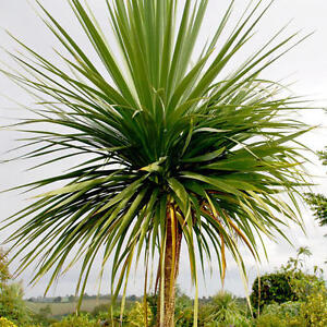 Cordyline Australis (Cabbage Tree/ Palm)  - 25 Seeds -  Hardy Perennial