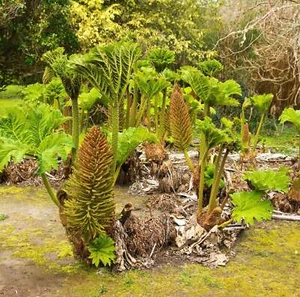 Gunnera manicata - Comida para dinosaurios - Imagen 1 de 7