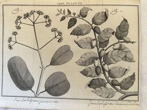 Maarten Houttuyn Part Plate VII Tambolifera Javanica Coromandelica Original - Picture 1 of 2