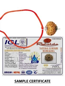 12 Mukhi Nepal Rudraksha Twelve Face Lord Sun Pure Silver Pendant IGL Certified - Picture 1 of 3